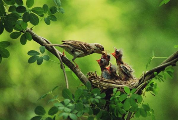 大自然最精彩的鸟妈妈喂食宝宝照