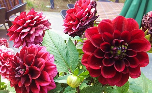 大丽花花头较大,开花时容易倒歪,平时应适度摘心,整枝,并及时插竹竿