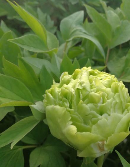 "这是牡丹中的晚开品种-豆绿,绿如碧玉,洛阳宋代欧氏人家,古名欧家碧