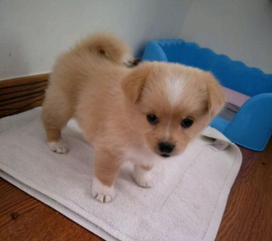 刚买的狗狗,据说是金毛串哈士奇,带回家太惊喜了