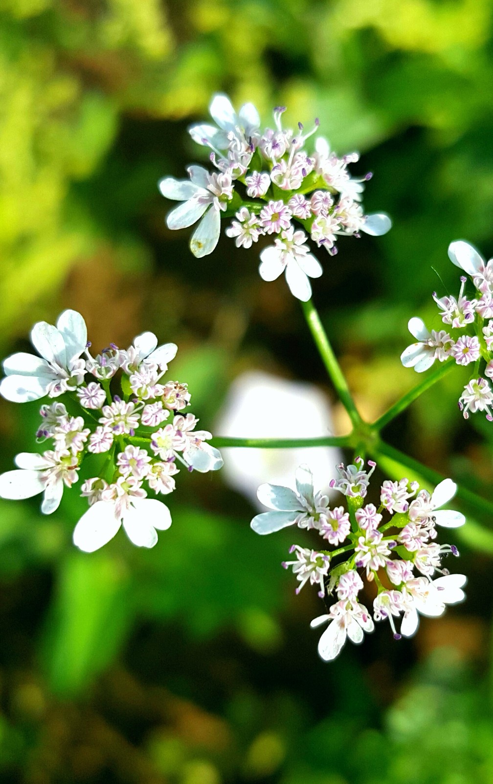 香菜的特殊香味也许你不能接受这些清雅的香菜花你能接受吗