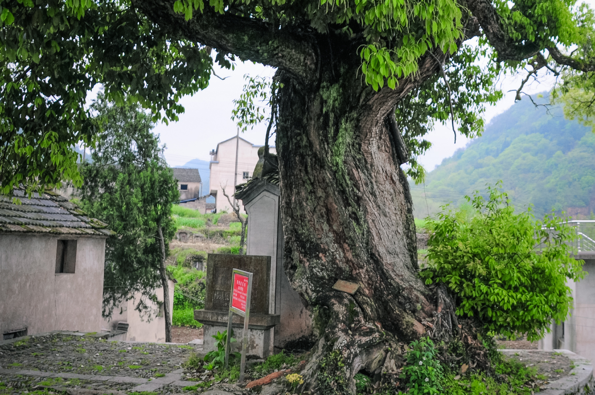 在绩溪太极湖村村口望去,一株高大茂盛的"千年苦槠"|湖村|绩溪|槠树_