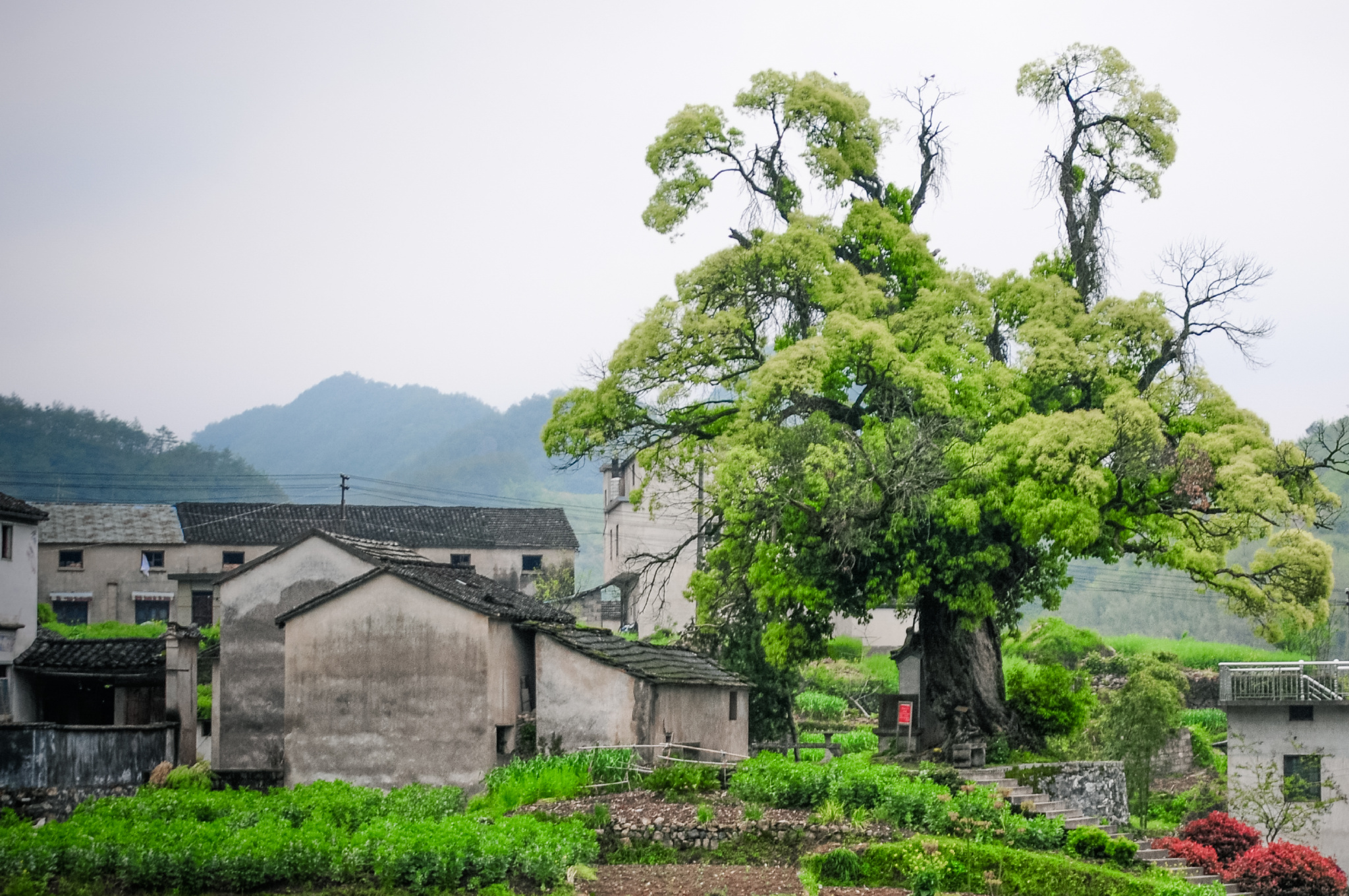 在绩溪太极湖村村口望去一株高大茂盛的千年苦槠