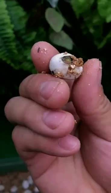 头一次看到小蛇出生.这是宠物蛇吗?搞笑视频