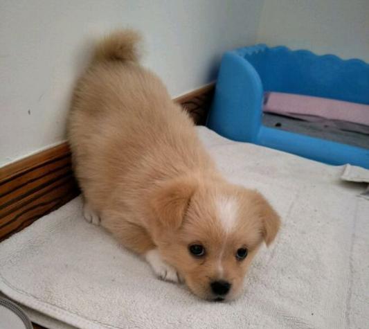 刚买的狗狗,据说是金毛串哈士奇,带回家太惊喜了