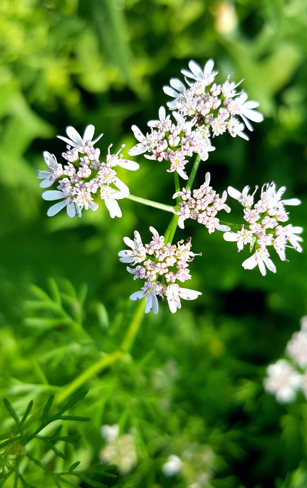 香菜的特殊香味也许你不能接受这些清雅的香菜花你能接受吗