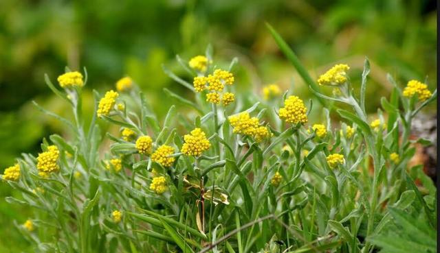 路边的小黄花,看看你都叫得出名字吗__财经头条