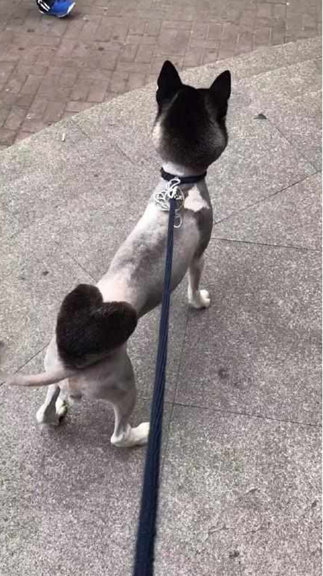 哈士奇换了个与众不同的造型,刚剪完没几天,主人哭着说后悔了