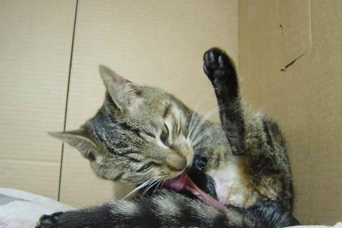 猫还使劲的往出拽,日本夫妇被吓坏了,以为猫在自残,于是连忙赶了过去!