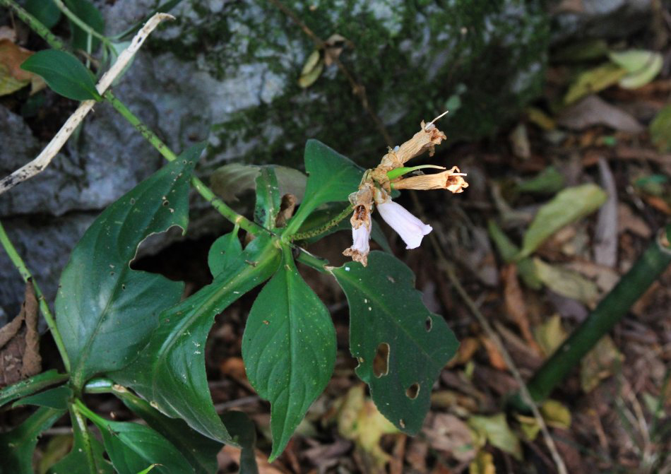 农村山里的野草蛇最怕它农民叫它降龙草是蛇咬伤良药