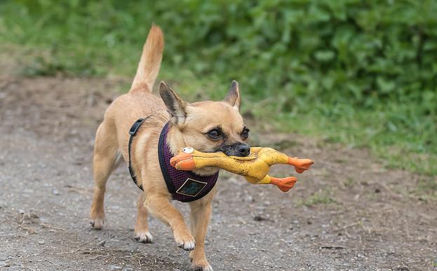 狗狗会叼东西真不一定是好事,保不定哪天叼回来个"邪物"