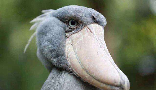 全球最蠢的鸟类却是鳄鱼唯一的天敌看见人类就鞠躬