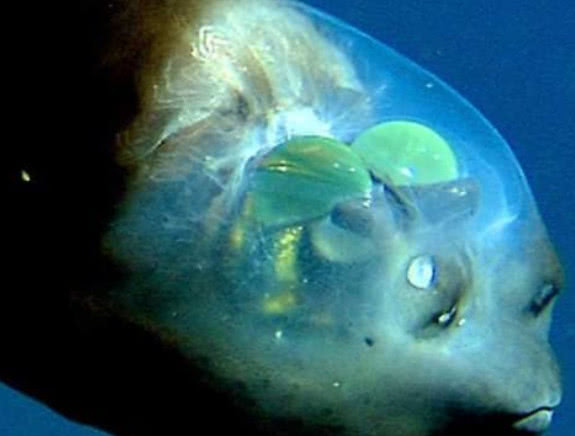 男子潜水看到奇特幽灵鱼,被吓得脸色惨白!