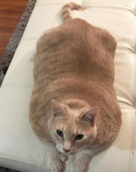 国外一猫咪因太胖而爆红,体重高达15公斤,网友:现实版加菲猫