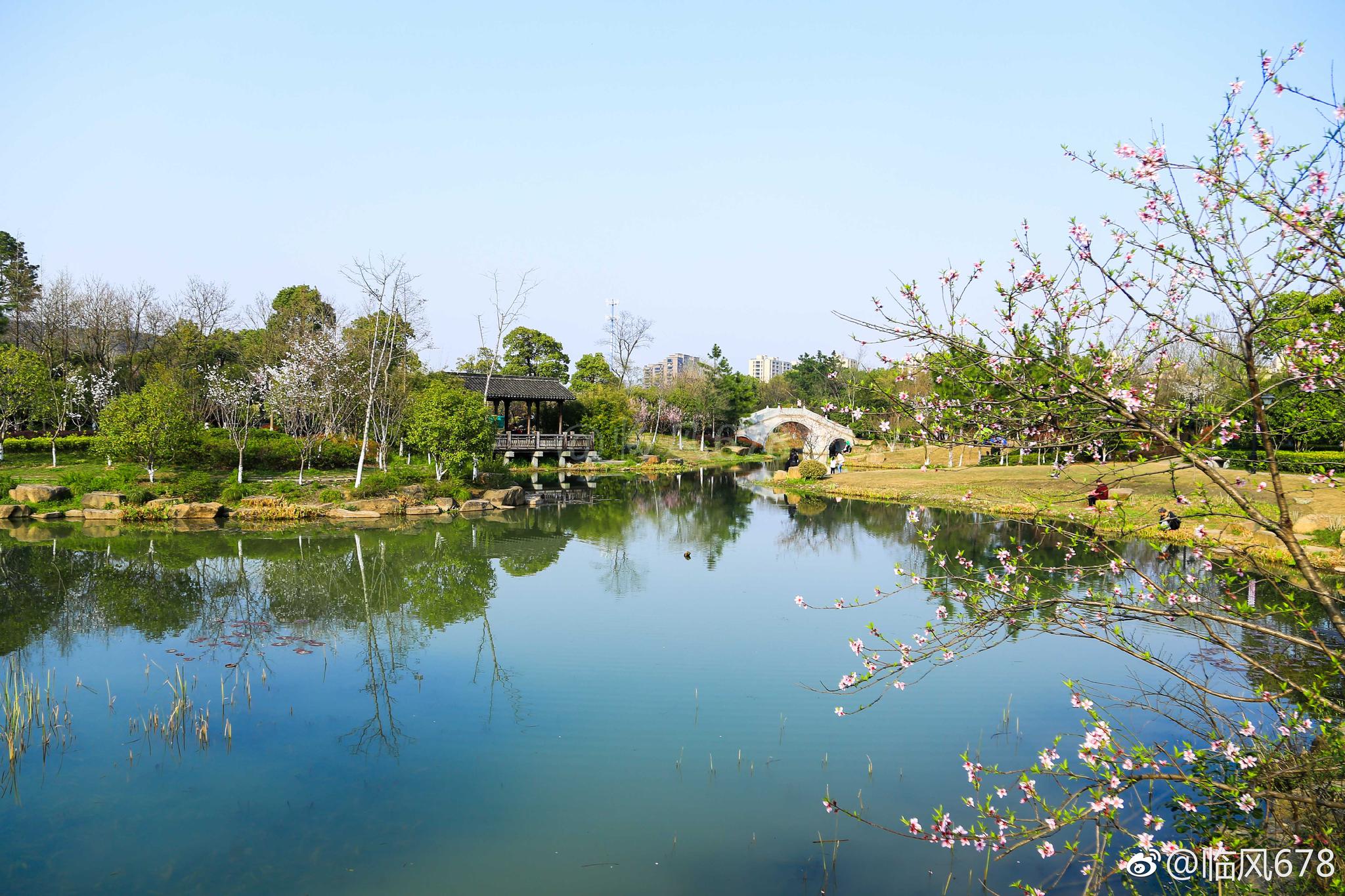 杭州皋亭山千桃园内,部分桃花悄悄绽放.本周末