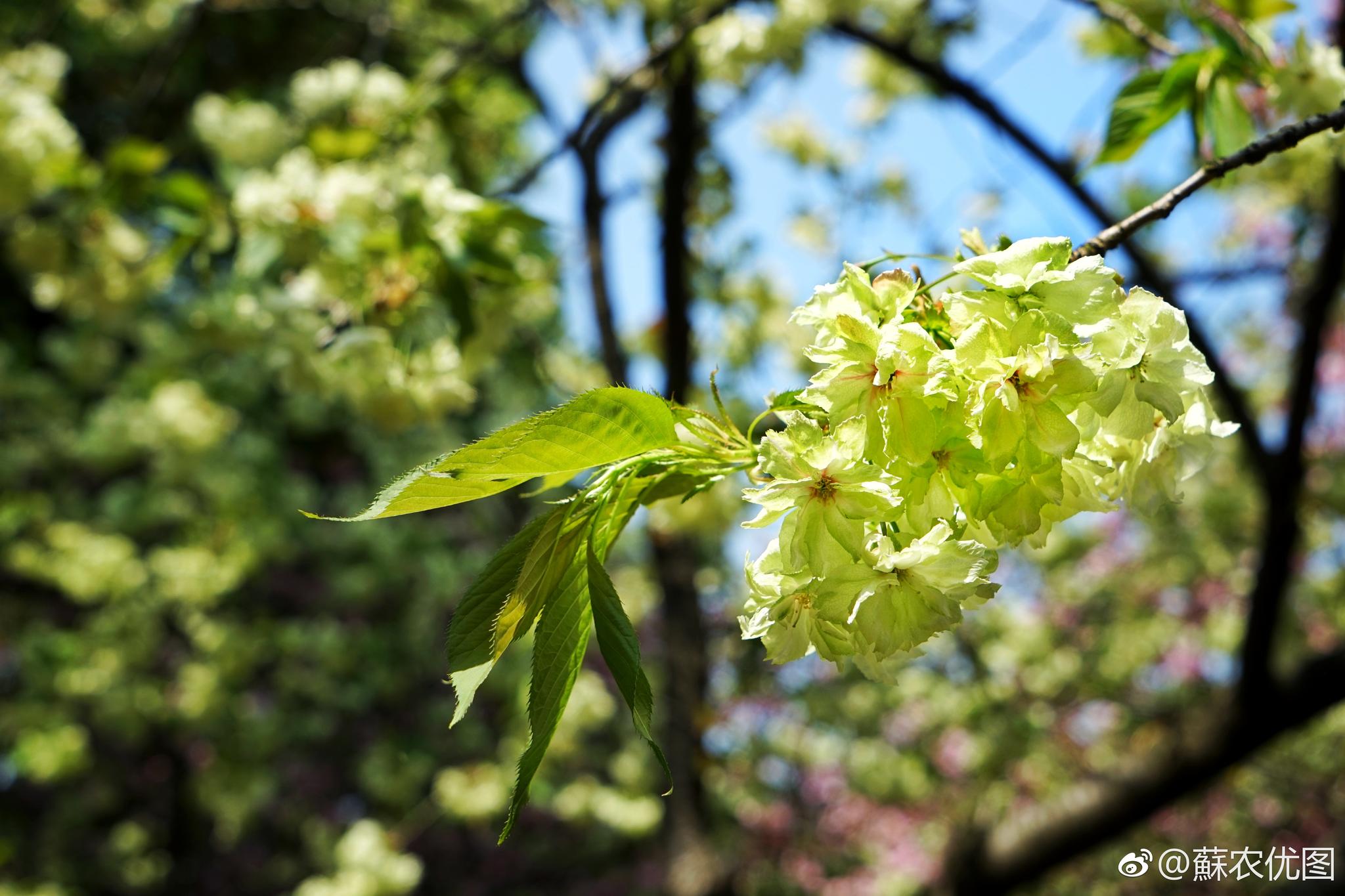 稀有!"熊猫级国宝"绿樱花开引客来