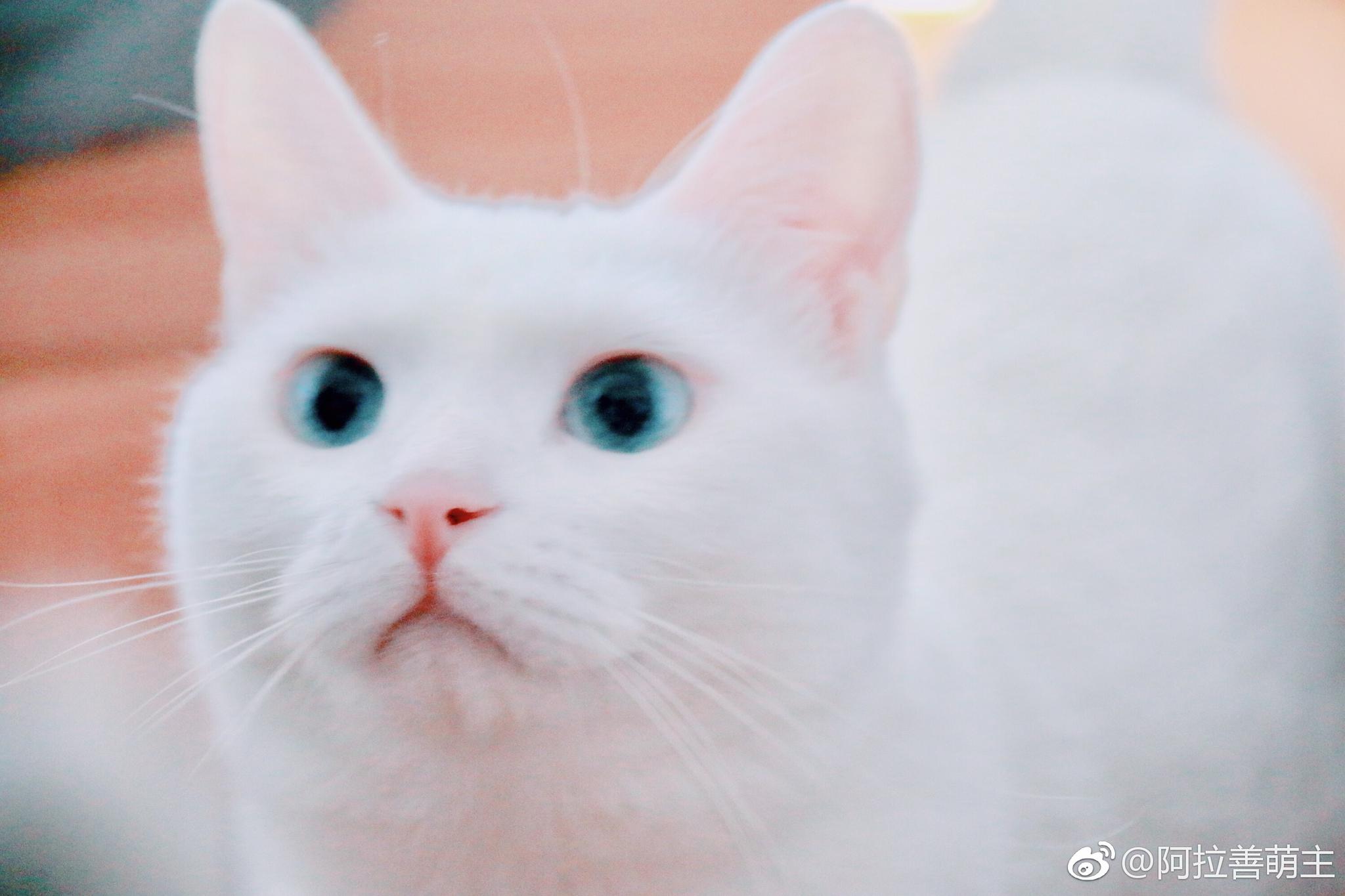 我不是大明星,我是小仙女!