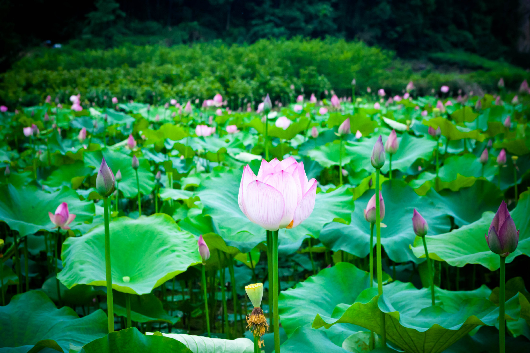 大山深处的山很青,水很澈|自驾者|璞玉|荷花池_新浪新闻