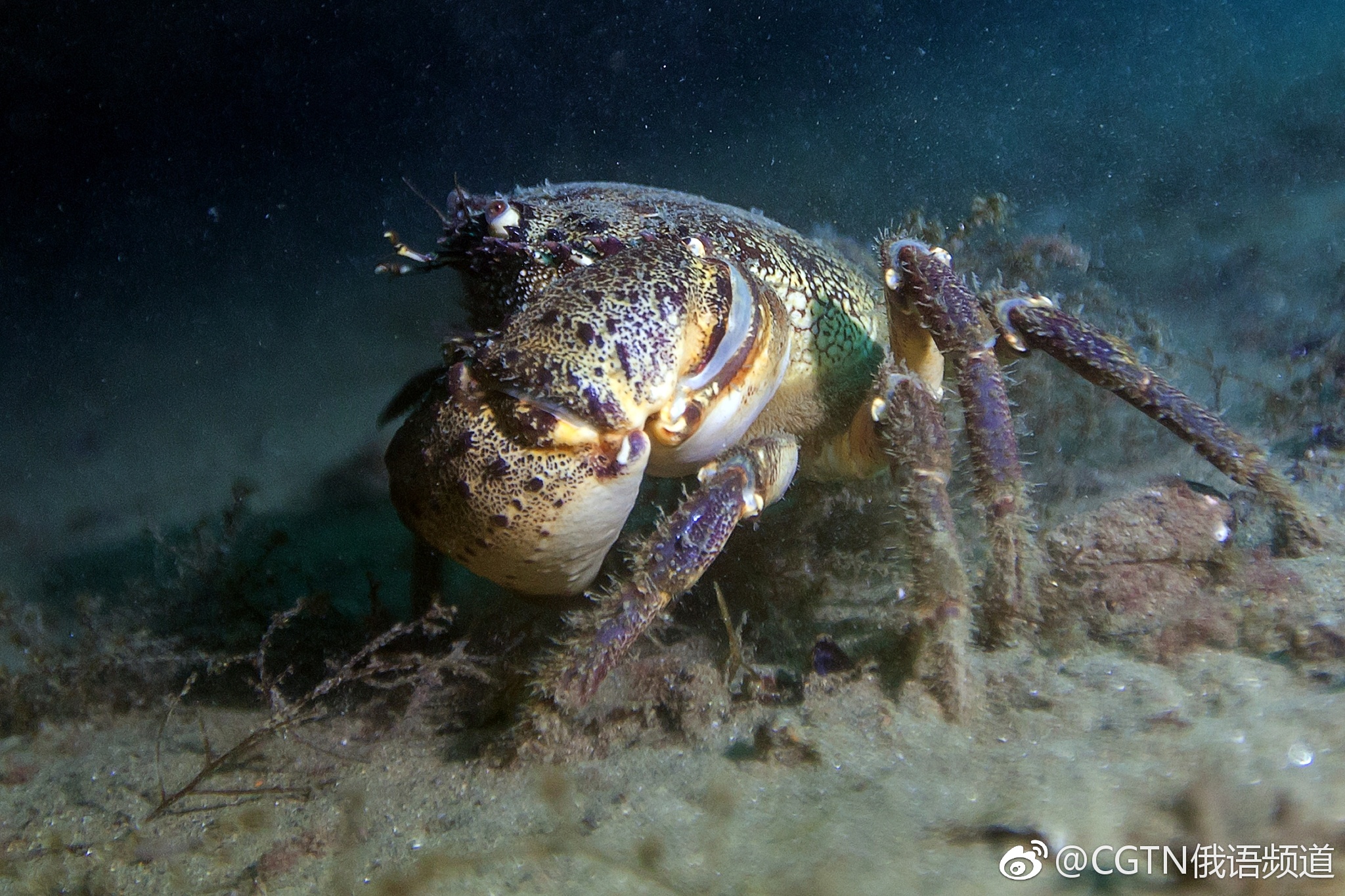 俄罗斯潜水者畅游黑海 与鱼儿亲密互动密互动