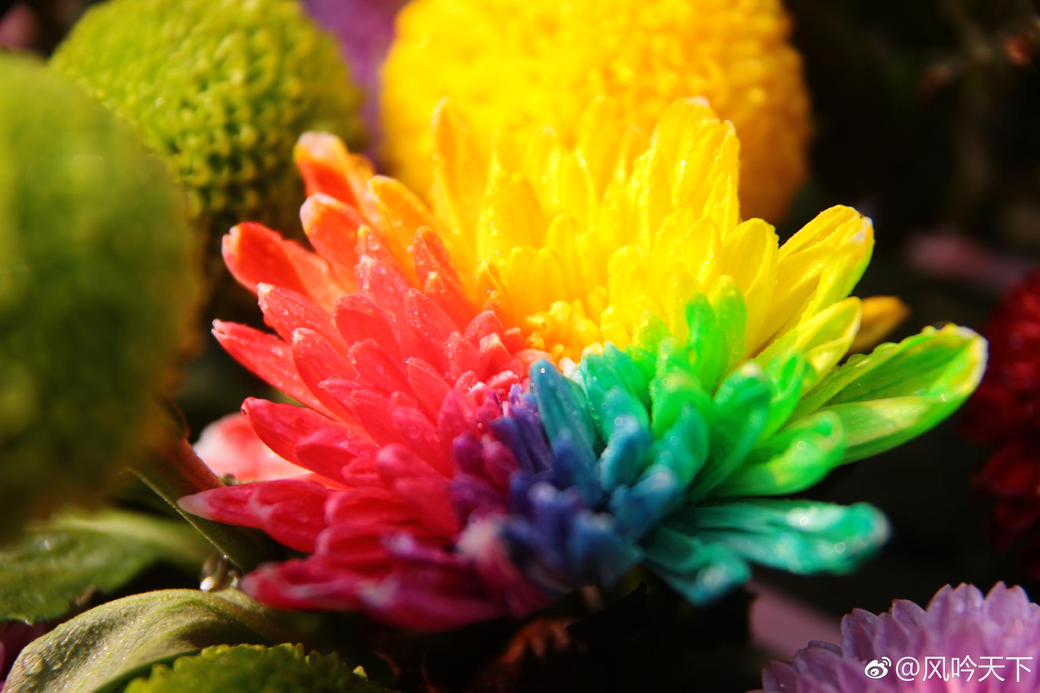 彩菊艳艳,竞相夺目.龙亭赏菊正逢重阳登高,你见过彩色的菊花吗