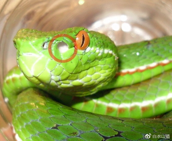 该怎么避免被蛇咬伤?|咬人|五步蛇|蝮蛇_新浪新闻