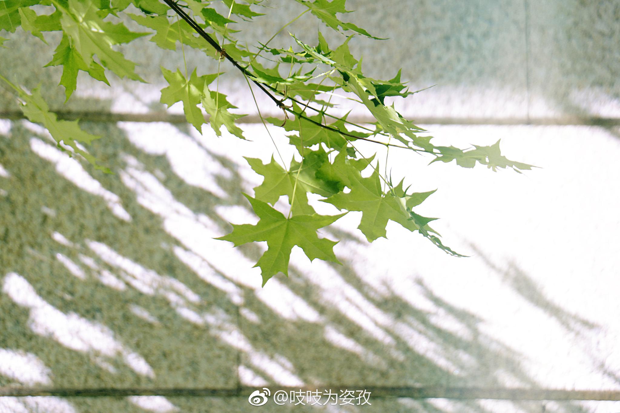 偶然发现的一排元宝枫,叶子好像星星啊