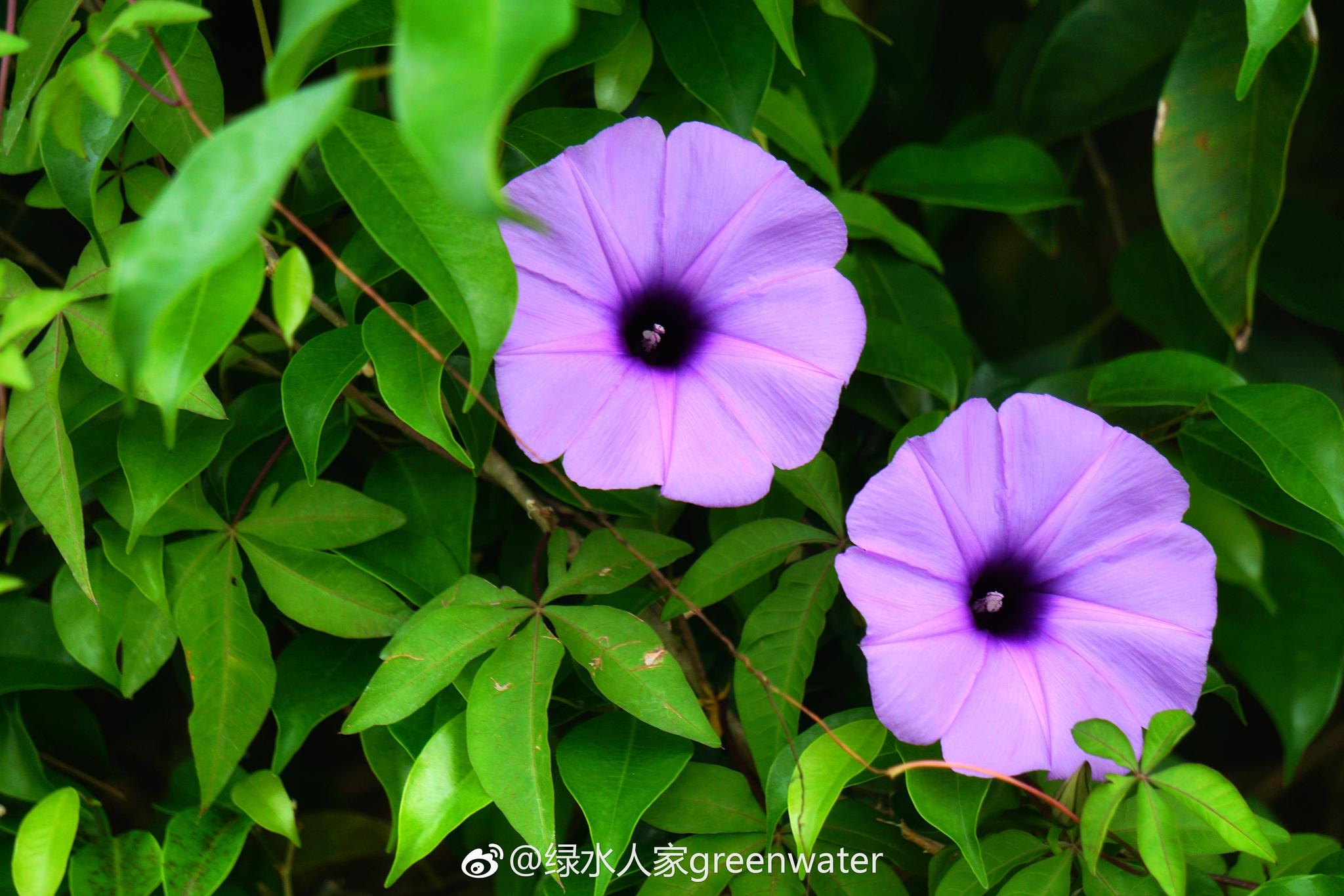 春天的牵牛花sonya600055210