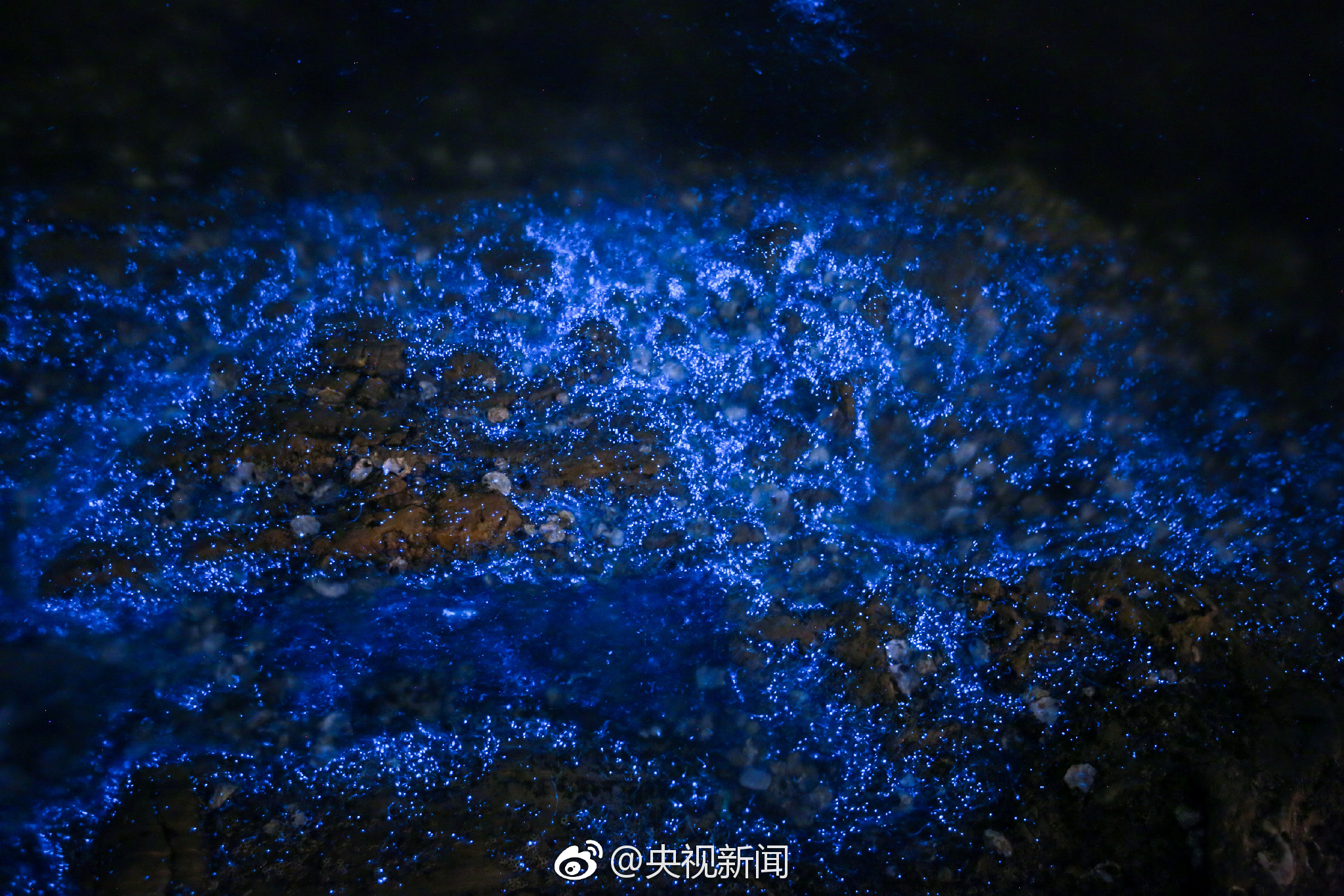 大连频现“荧光海”景观 开启蓝色梦幻模式[心]