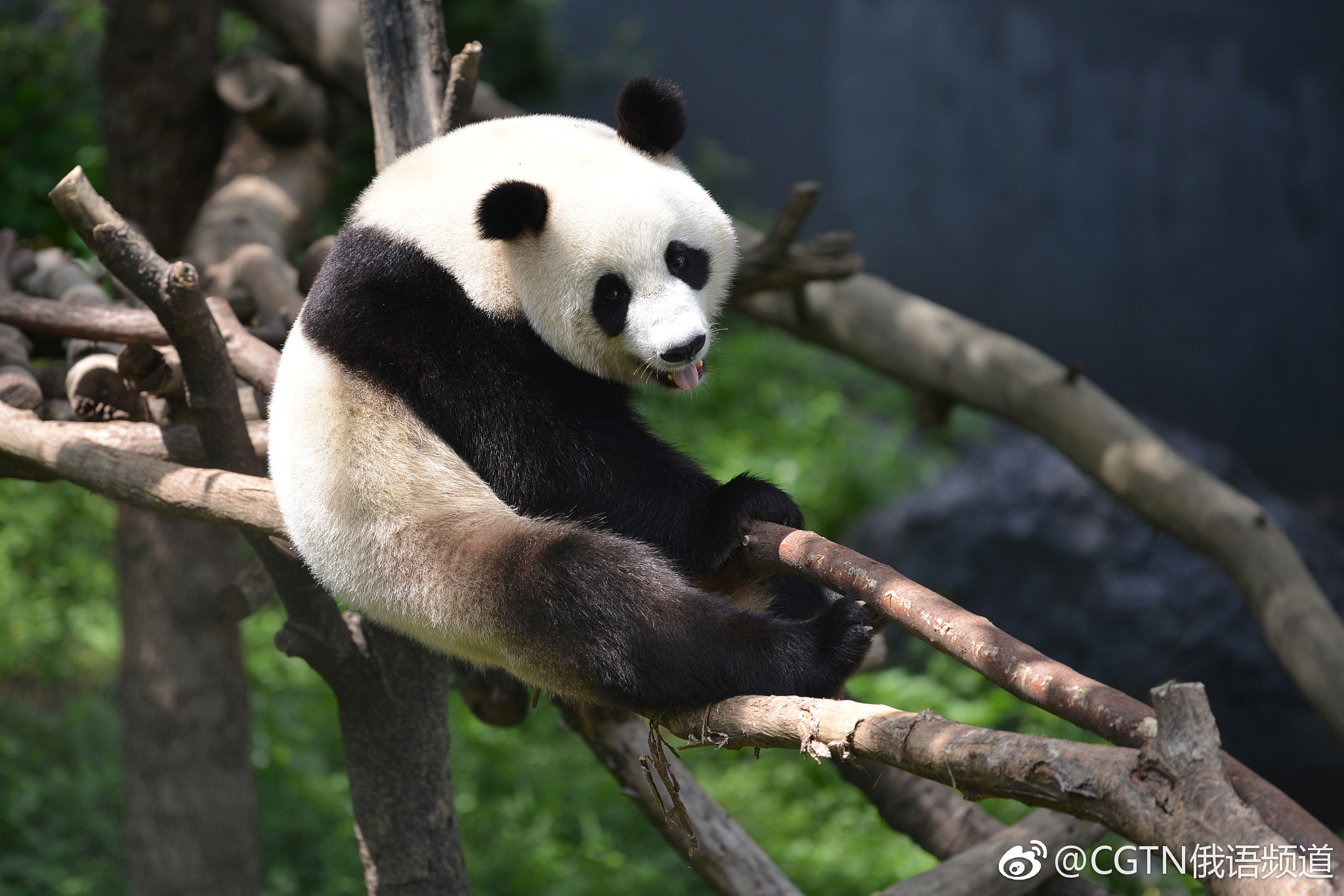 望京熊猫图片