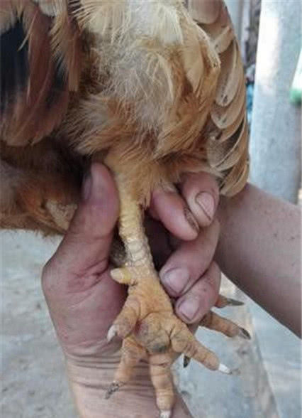 这只母鸡的爪子后面有一个角状物,据称只有很老的母鸡才会长出来.