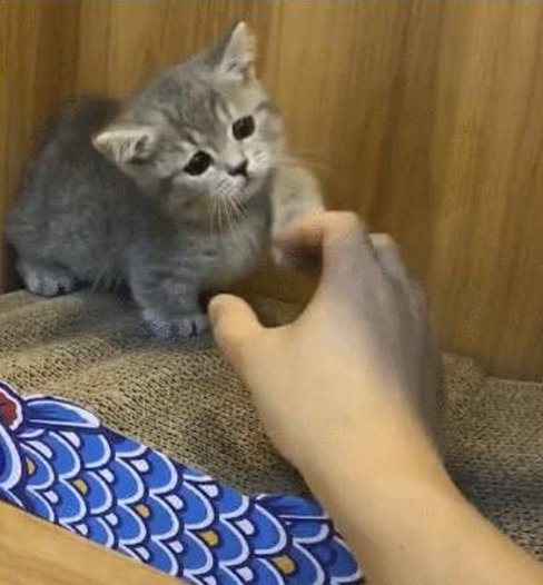 主人|小猫|猫咪_新浪新闻