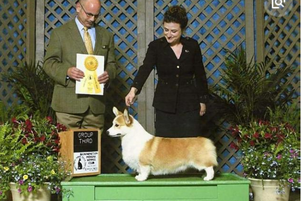 英国王室的萌宠,看看女王的宠物到底长什么样