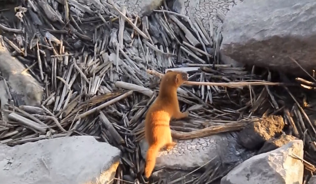 黄鼠狼喜欢吃老鼠你知道黄鼠狼害怕什么吗