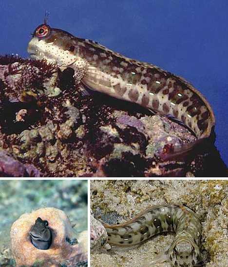 4,岩跳鱼:当它们感受到威胁的存在时,岩跳鱼会使用它们的胸鳍爬动并且