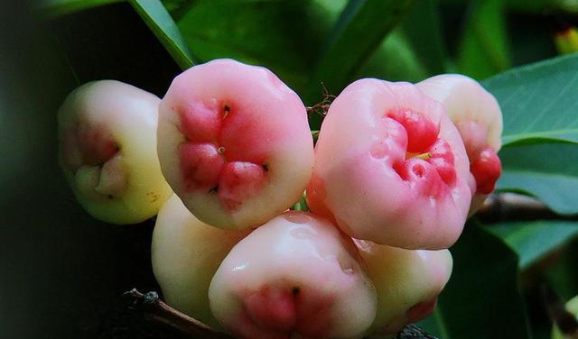 像无花果又像番石榴的蒲桃,潮汕也有这种果子吗?