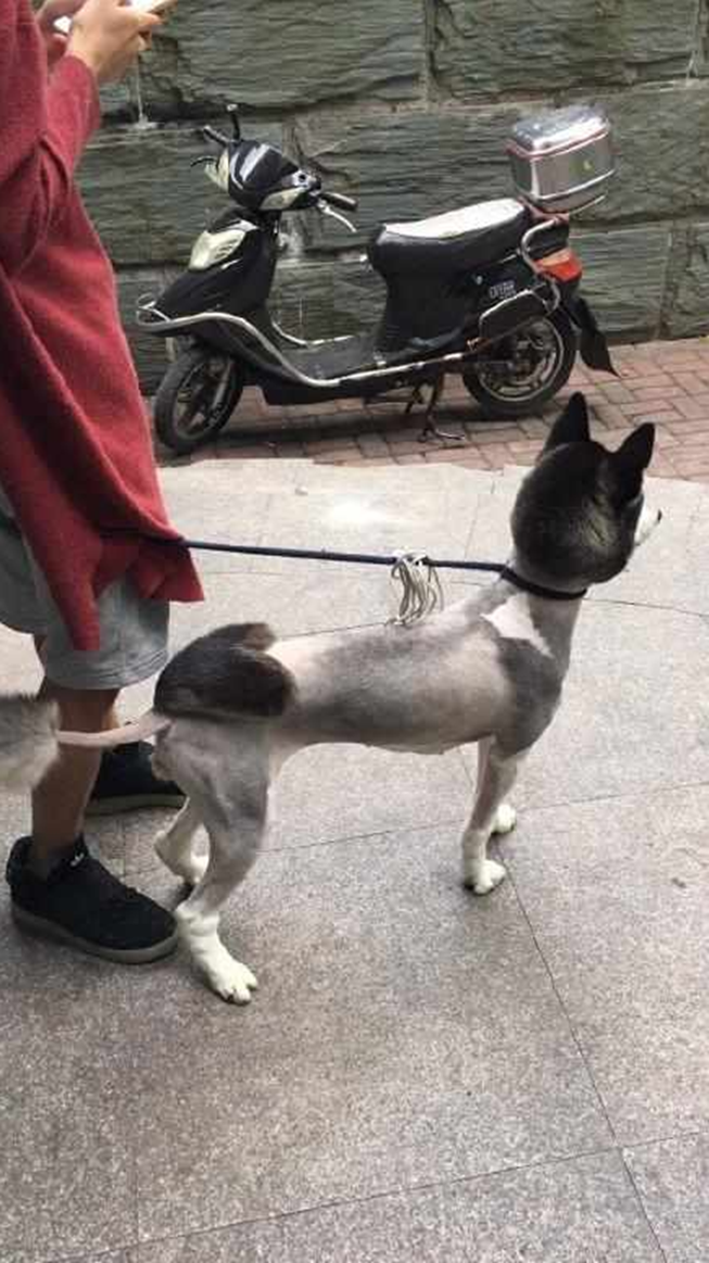 哈士奇换了个与众不同的造型,刚剪完没几天,主人哭着说后悔了