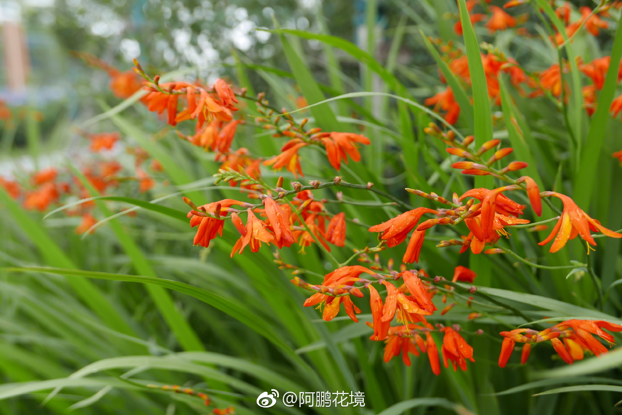 夏日花火火星花再次安利