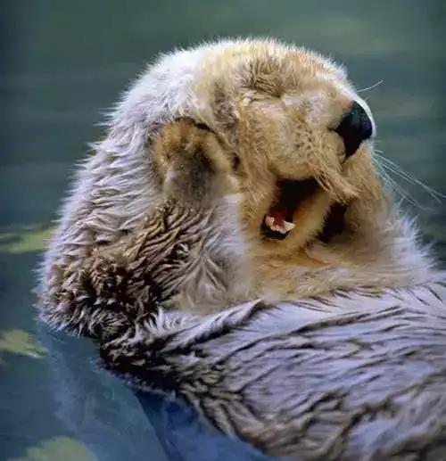 你知道水獭为什么喜欢做害羞捂脸萌萌的表情吗笑到怀疑人生