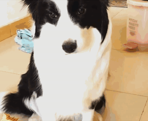 560_457gif 动态图 动图