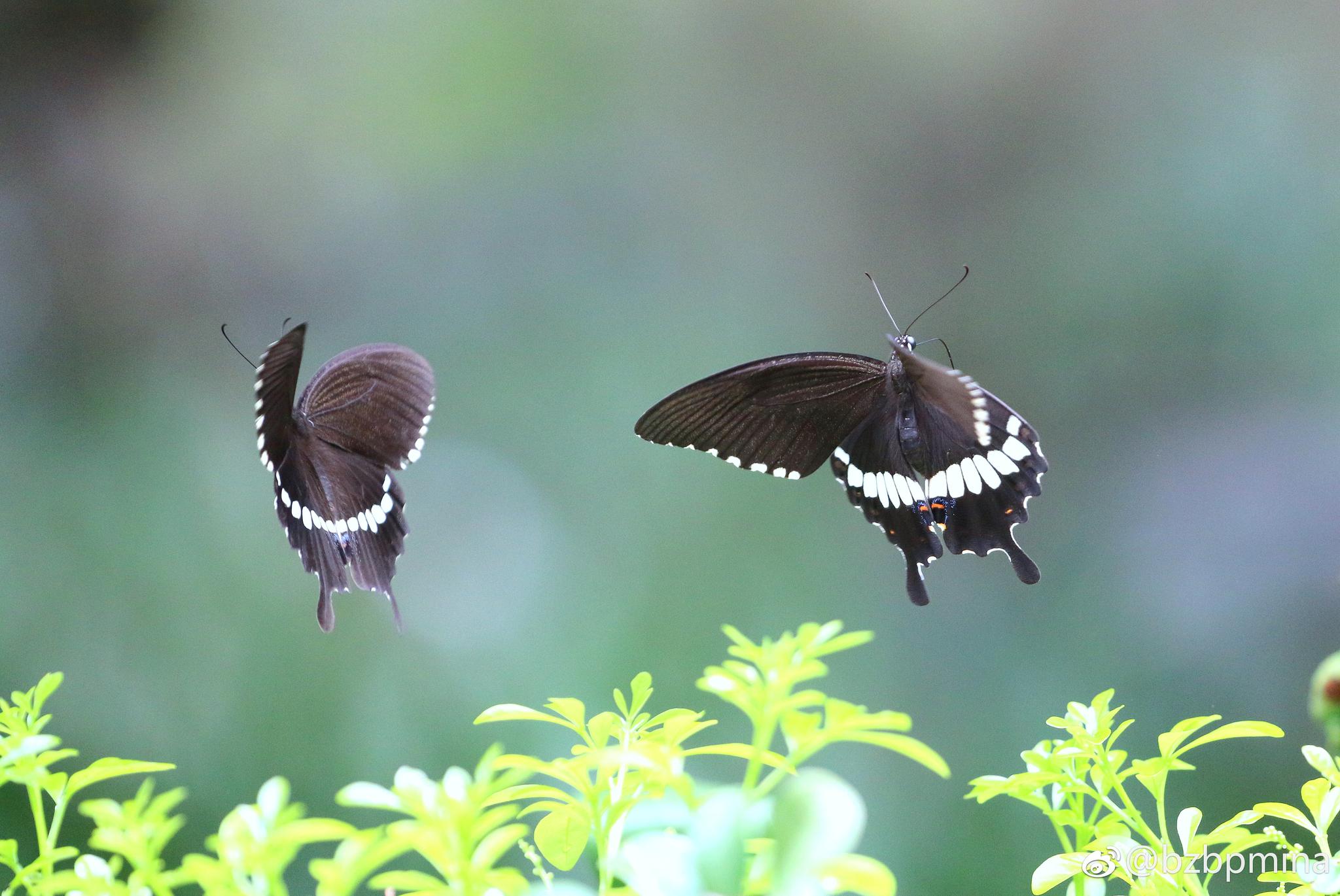 蝶双飞  惹人醉