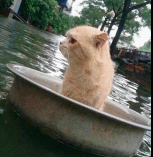 猫咪|铁盆|表情_新浪网