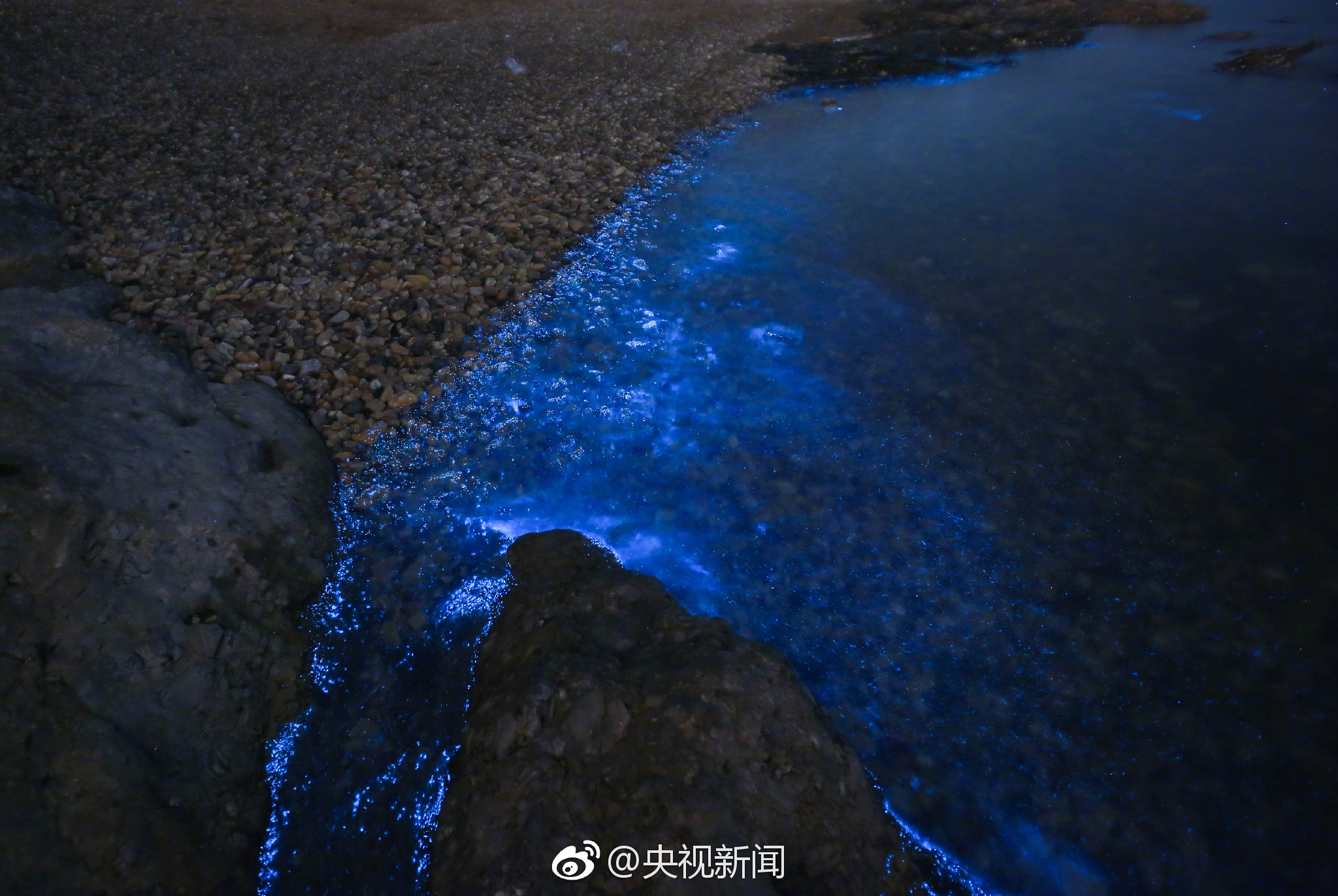大连频现荧光海景观开启蓝色梦幻模式心