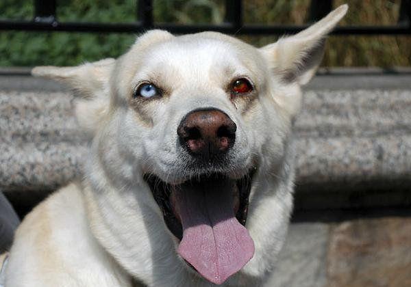 图看患虹膜异色症的狗眼, 它们有的可爱, 有的美丽, 有的无辜