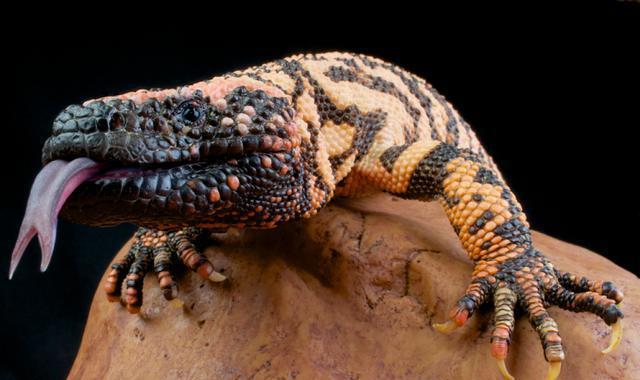 生活在美国西南部的有毒蜥蜴, 狩猎时喜欢赶尽杀绝