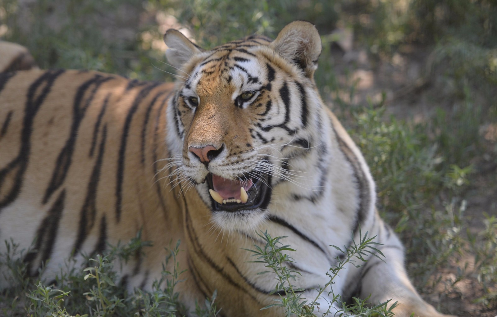 高温肆虐沈阳东北虎热成狗饲养员驾铲车投冰降温