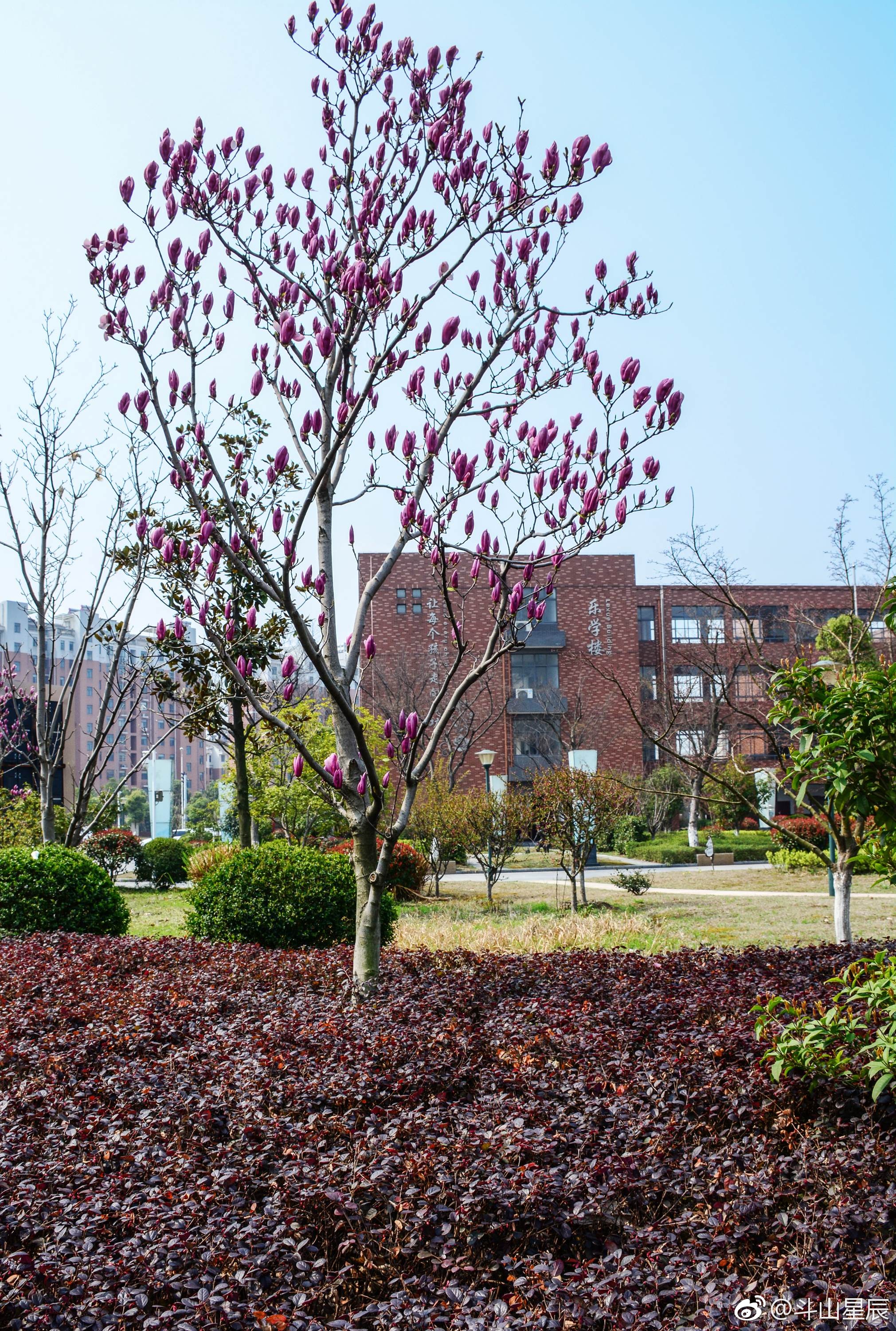 校园春色,摄于无锡市锡山区东北塘小学.