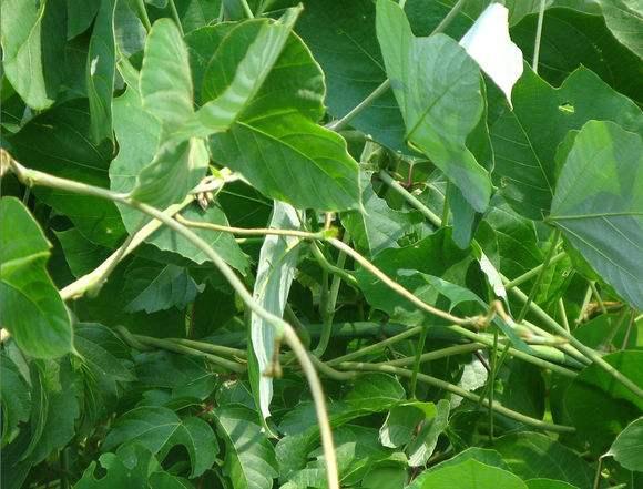 植物|葛藤|农民_新浪新闻