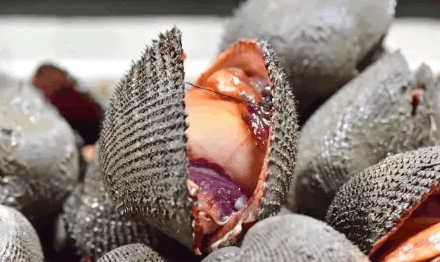 蛏子   蛏,读cheng,一声   蛏子又分为竹蛏,螠蛏等