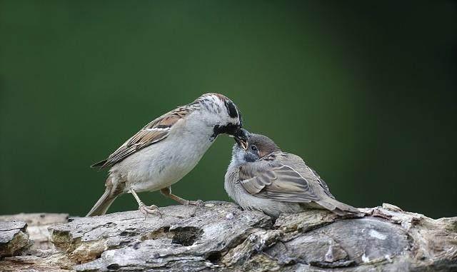 教育作品展:护犊情深的老麻雀