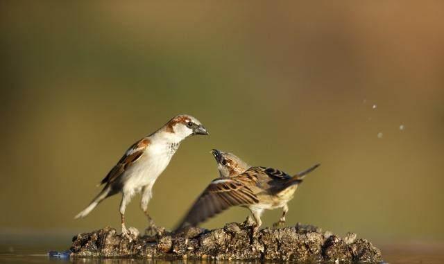 教育作品展:护犊情深的老麻雀|麻雀|狗狗|小麻雀_新浪新闻